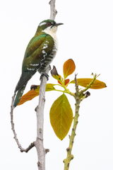 Chrysococcyx caprius