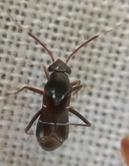 Pilophorus perplexus