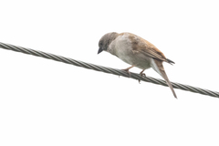 Passer diffusus stygiceps