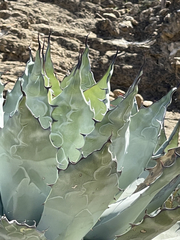 Agave vizcainoensis