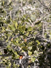 Quercus cornelius-mulleri