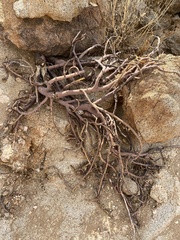 Monsonia