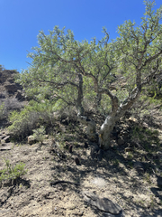 Pachycormus discolor