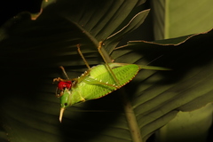 Copiphora rhinoceros