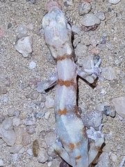 Pachydactylus kochii