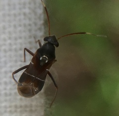 Pilophorus perplexus