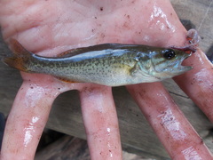 Micropterus chattahoochae