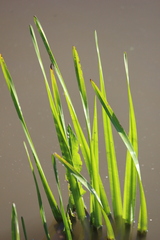 Typhaceae