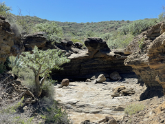 Pachycormus discolor