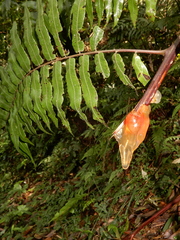Gymnosphaera podophylla