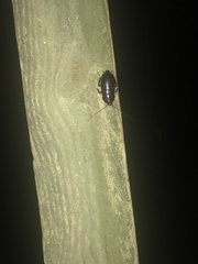 Eurycotis floridana