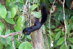 Callosciurus prevostii