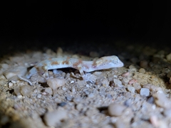 Pachydactylus kochii