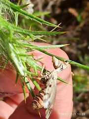 Paramantispa decorata