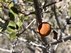 Andricus quercuscalifornicus