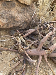 Monsonia