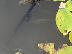 Trichopodus trichopterus