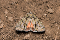 Olivenebula subsericata