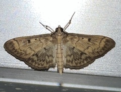 Herpetogramma fluctuosalis