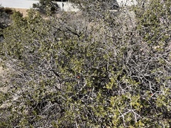 Andricus quercuscalifornicus