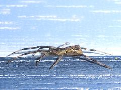 Episinus angulatus