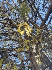 Celtis occidentalis
