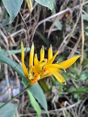 Heliconia psittacorum