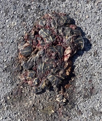 Terrapene carolina bauri