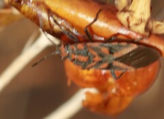 Spilostethus furcula