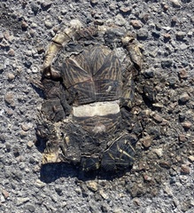 Terrapene carolina bauri