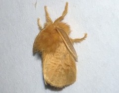 Megalopyge pyxidifera