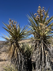 Yucca schidigera