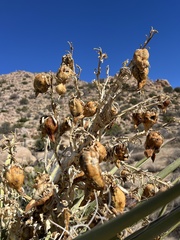 Yucca schidigera
