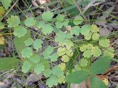 Thalictrum venulosum