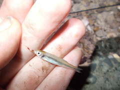 Notropis atherinoides