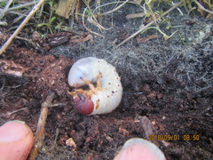 Pericoptus truncatus