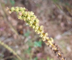 Agrimonia parviflora