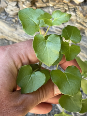 Mirabilis