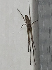 Tetragnatha laboriosa