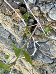 Mirabilis