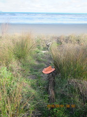 Pericoptus truncatus