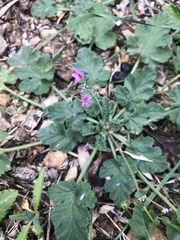 Erodium malacoides