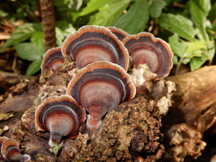 Microporus affinis