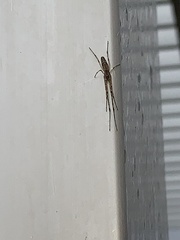 Tetragnatha laboriosa