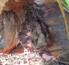 Rhinella horribilis