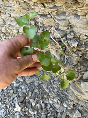 Mirabilis