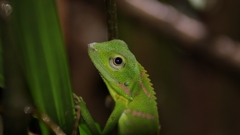 Bronchocela jubata