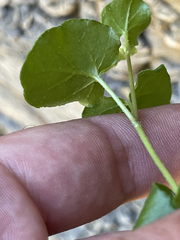Mirabilis