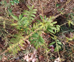 Agrimonia parviflora
