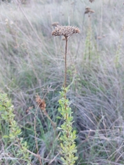 Achillea ageratum